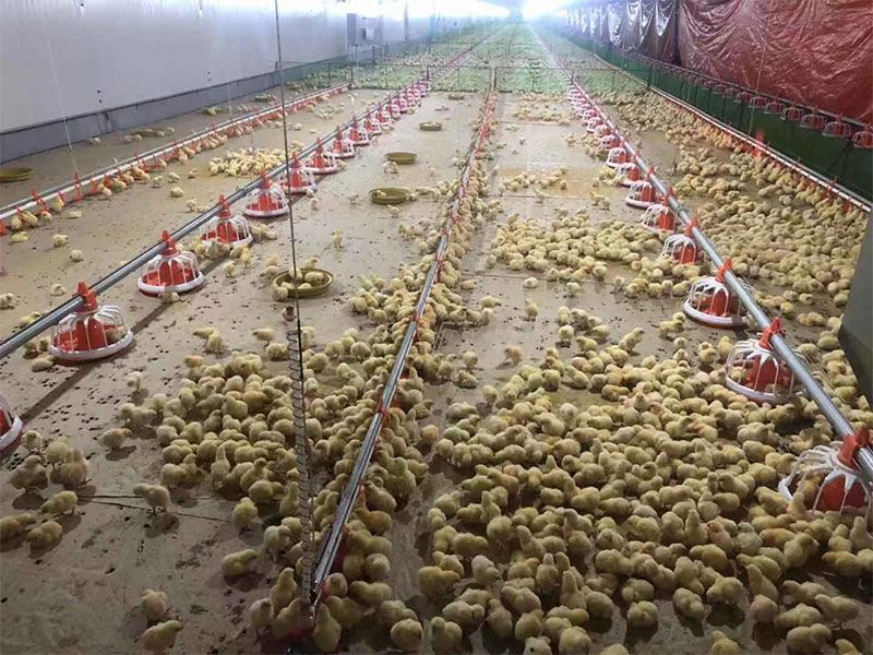 Rumah peternakan unggas ayam lapis telur