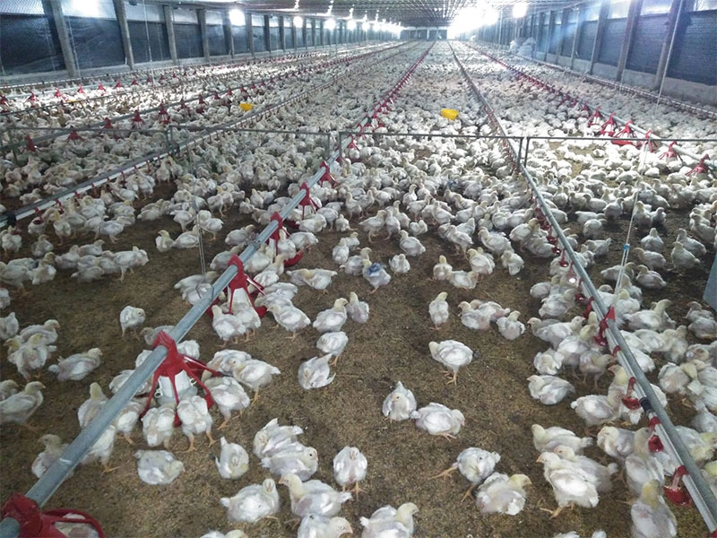 Peternakan ayam pedaging rumah ayam baja